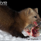 Illustration for article titled Monday Mustelid - Martes zibellina Edition